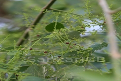 Salvadora persica var. wightiana